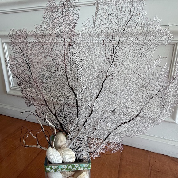 coral - Picture 5 of 5